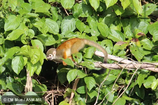 Formerly as Saimiri sciureus macrodon.  Also as Saimiri macrodon, Ecuadorian Squirrel Monkey