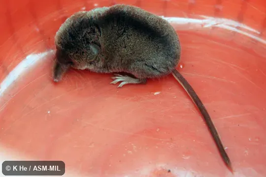 Specimen deposited in Kunming Institute of Zoology, Chinese Academy of Sciences (China, Yunnan province, Kunming). Formerly Soricomorpha. Formerly Sorex bedfordiae, Lesser Striped Shrew. Also as Lesser Stripe-backed Shrew. Specimen deposited in Kunming Institute of Zoology, Chinese Academy of Sciences (China, Yunnan province, Kunming). Formerly Soricomorpha. Formerly Sorex bedfordiae, Lesser Striped Shrew. Also as Lesser Stripe-backed Shrew.