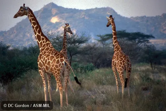 Group.  Also as Giraffa camelopardalis reticulata.  Also as Somali Giraffe