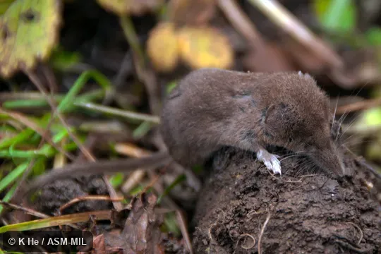 Specimen deposited in Kunming Institute of Zoology, Chinese Academy of Sciences (China, Yunnan province, Kunming). Formerly Soricomorpha. Specimen deposited in Kunming Institute of Zoology, Chinese Academy of Sciences (China, Yunnan province, Kunming). Formerly Soricomorpha.