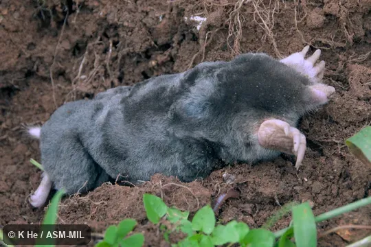 Specimen deposited in Kunming Institute of Zoology, Chinese Academy of Sciences (China, Yunnan province, Kunming). Formerly Parascaptor leucurus. Formerly Soricomorpha. Also as Assamese Mole|Blyth's Mole|Indian Mole. Specimen deposited in Kunming Institute of Zoology, Chinese Academy of Sciences (China, Yunnan province, Kunming). Formerly Parascaptor leucurus. Formerly Soricomorpha. Also as Assamese Mole|Blyth's Mole|Indian Mole.