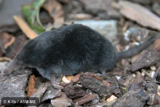 Specimen deposited in Kunming Institute of Zoology, Chinese Academy of Sciences (China, Yunnan province, Kunming). Formerly Soricomorpha. Formerly as Scaptonyx fusicaudus. Specimen deposited in Kunming Institute of Zoology, Chinese Academy of Sciences (China, Yunnan province, Kunming). Formerly Soricomorpha. Formerly as Scaptonyx fusicaudus.