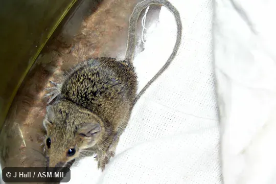 Also as Blacksoil Planigale|Ingram's Planigale.