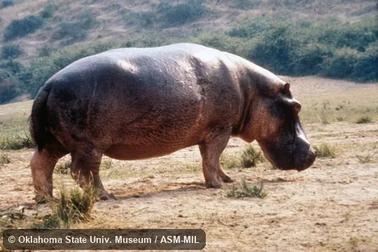 Side view of hippo standing on land