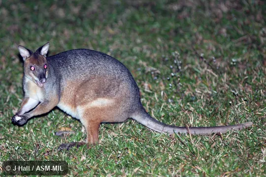 Also as Scrub Wallaby. Also as Scrub Wallaby.