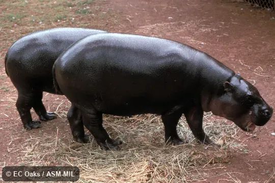 Side view.  Formerly Hexaprotodon liberiensis.