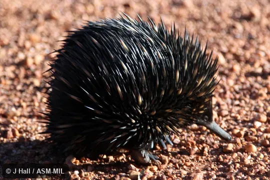 Also as Australian Echidna, Short-nosed Echidna, Spiny Anteater, Bristly Echidna.