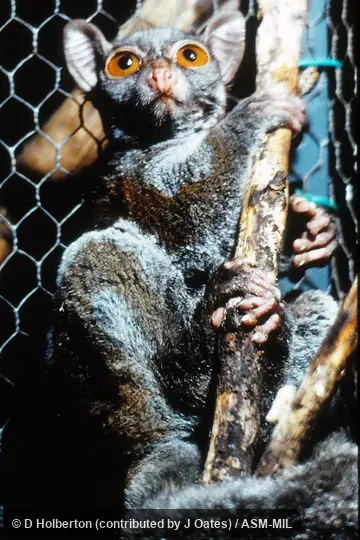 Also as Elegant Galago|Elegant Needle-clawed Galago|Southern Needle-clawed Bushbaby|Western Needle-clawed Bushbaby|Western Needle-clawed Galago. Also as Elegant Galago|Elegant Needle-clawed Galago|Southern Needle-clawed Bushbaby|Western Needle-clawed Bushbaby|Western Needle-clawed Galago.