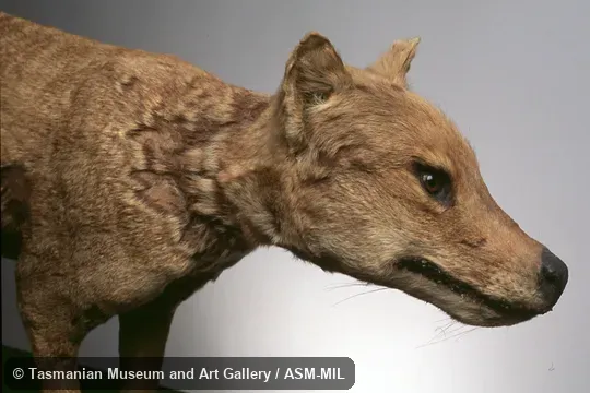 head of mounted specimen.  Also as Hyena Opossum, Marsupial Wolf, Tasmanian Tiger, Tasmanian Wolf, Zebra Wolf.