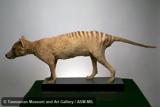 mounted specimen.  Also as Hyena Opossum, Marsupial Wolf, Tasmanian Tiger, Tasmanian Wolf, Zebra Wolf.