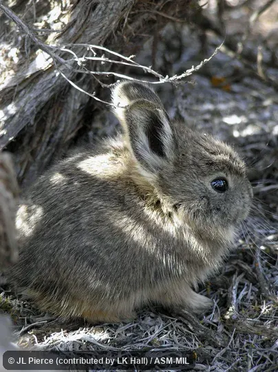 Juvenile. Formerly Brachylagus idahoensis. Juvenile. Formerly Brachylagus idahoensis.