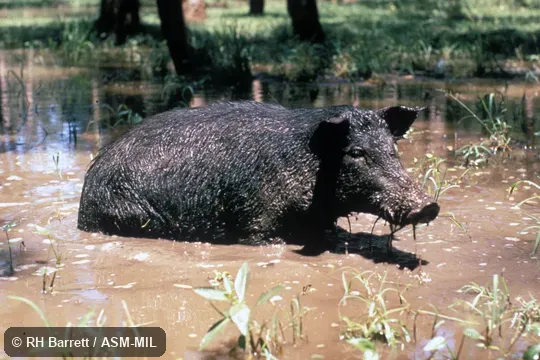 Feral male, partly submerged.  Also as Sus scrofa.  Also as Hog|Pig|Swine.
