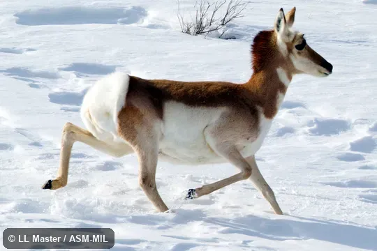 Female trotting in snow.