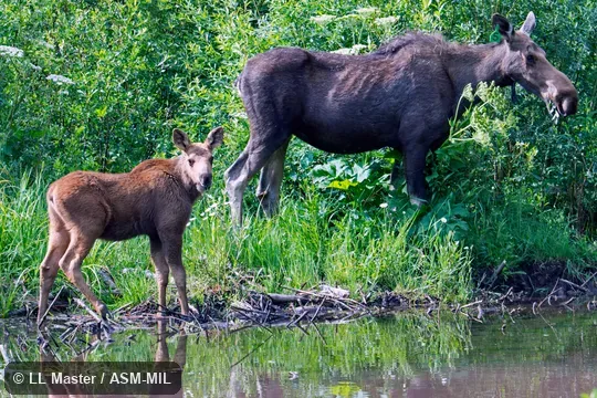 Also as Alces americanus.