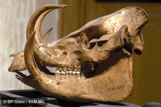 Skull with enlarged tusks. Formerly Babyrousa babyrussa celebensis. Skull with enlarged tusks. Formerly Babyrousa babyrussa celebensis.