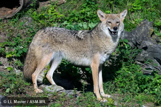 Also as Brush Wolf, Prairie Wolf.