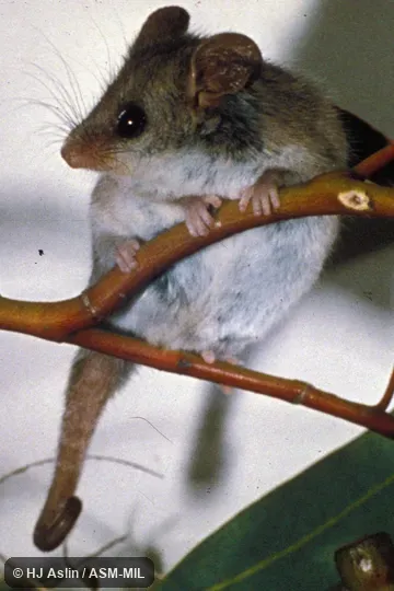 Front view, climbing on branch. Also as Tasmanian Pygmy Possum. Front view, climbing on branch. Also as Tasmanian Pygmy Possum.