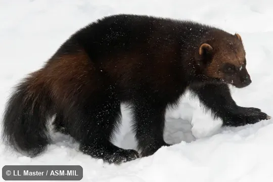 Also as Glutton, Skunk Bear.