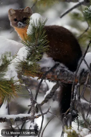 Formerly Martes americana, American Marten