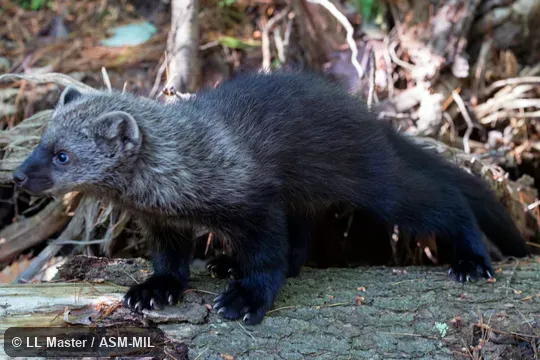 Formerly as Martes pennanti.  Also as Pennant Marten.