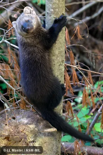 Formerly as Martes pennanti.  Also as Pennant Marten.