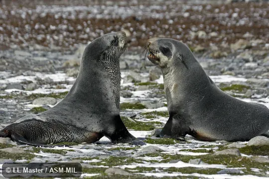 Formerly Arctophoca gazella. Also as Kerguelen Fur Seal. Formerly Arctophoca gazella. Also as Kerguelen Fur Seal.
