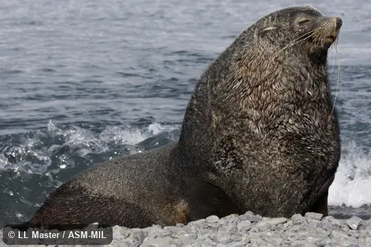 Formerly Arctophoca gazella.  Also as Kerguelen Fur Seal.