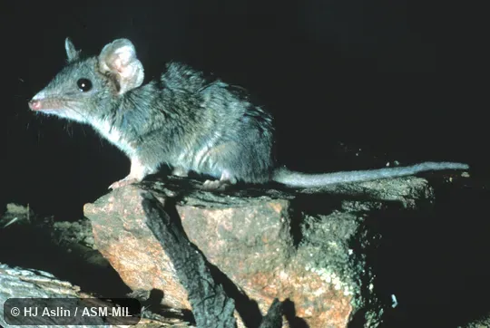Side view.  Also as Macleay's Marsupial Mouse|Stuart's Antechinus.