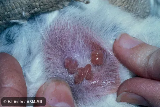 One-day-old litter attached to female.  Also as Brush-tailed Marsupial Rat|Bushy-tailed Marsupial Rat.