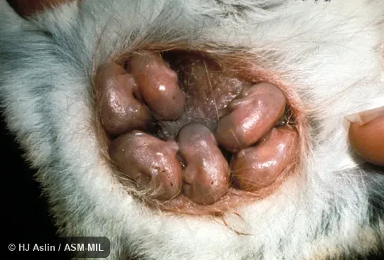 35-day-old litter attached to female.  Also as Brush-tailed Marsupial Rat, Bushy-tailed Marsupial Rat.