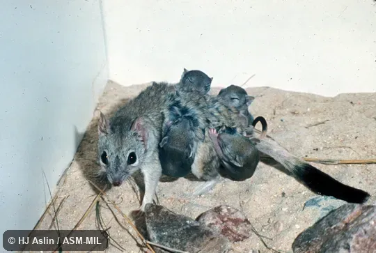 Female with 11-week-old young.  Also as Brush-tailed Marsupial Rat, Bushy-tailed Marsupial Rat.
