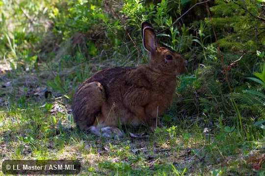 Lepus americanus virginianus.  Also as Snowshoe Rabbit, Varying Hare.