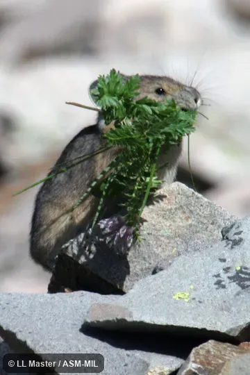 Ochotona princeps saxatilis.  Also as Cony, Rock Rabbit, Whistling Hare.