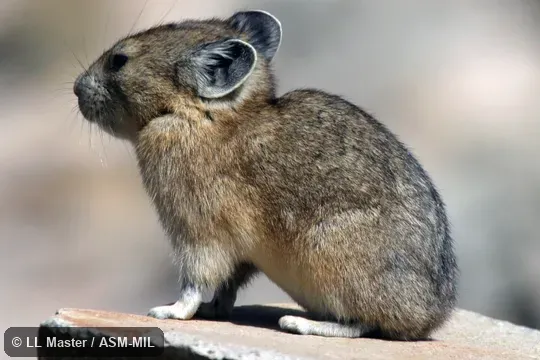 Ochotona princeps saxatilis. Also as Cony, Rock Rabbit, Whistling Hare.