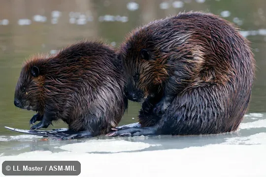 Also as American Beaver, Canadian Beaver.