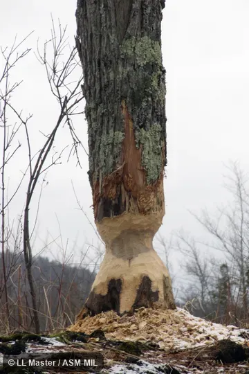 Tree knawed by beavers.  Also as American Beaver, Canadian Beaver.
