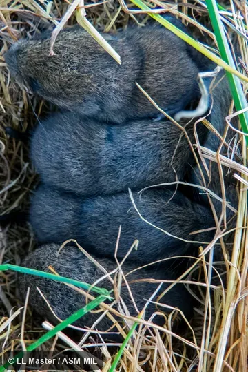Litter huddling together in grass.  Identification based on geography.