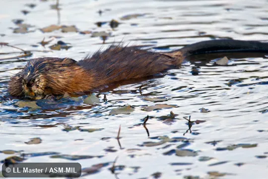Swimming adult utilizing lateral undulation of tail.  Also as Muskbeaver.