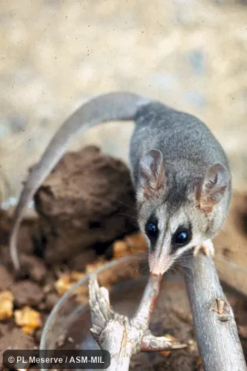 Front view, also showing back and tail. Also as Elegant Fat-tailed Mouse Opossum|Chilean Mouse Opossum|Elegant Thylamy. Front view, also showing back and tail. Also as Elegant Fat-tailed Mouse Opossum|Chilean Mouse Opossum|Elegant Thylamy.