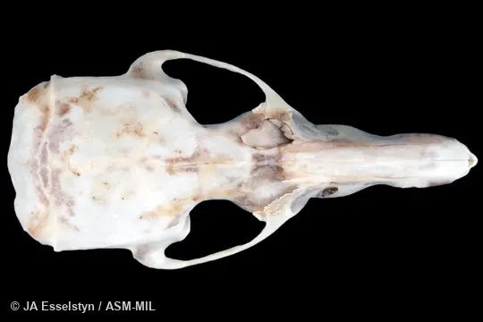 Dorsal view of skull of holotype.  Also as Hog-nosed Rat|Sulawesi Snouter.