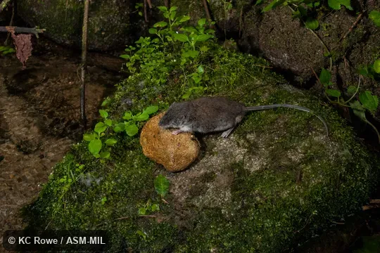 Holotype MZB 37000 posed near stream where captured. Also as Sulawesi Water Rat|Mamasa Rat. Holotype MZB 37000 posed near stream where captured. Also as Sulawesi Water Rat|Mamasa Rat.