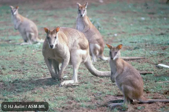Small group. Formerly Macropus agilis. Also as Grass Wallaby|Jungle Wallaby|River Wallaby|Sandy Wallaby. Small group. Formerly Macropus agilis. Also as Grass Wallaby|Jungle Wallaby|River Wallaby|Sandy Wallaby.