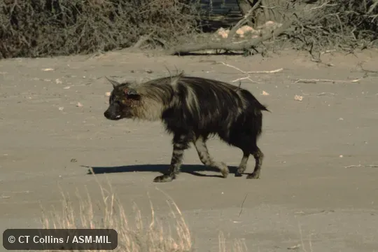 Formerly as Hyaena brunnea.