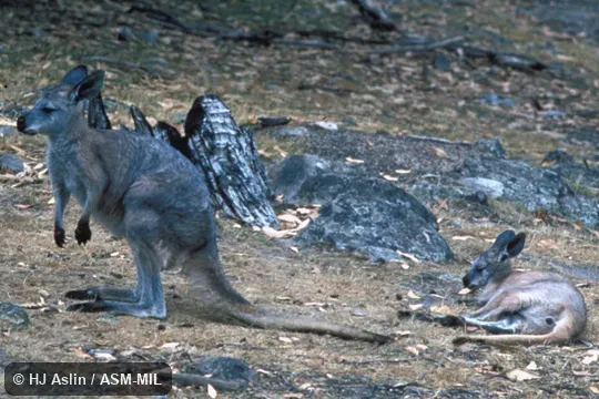 Female with large juvenile (not in pouch).  Formerly Macropus robustus.  Also as Hill Kangaroo|Hill Wallaroo|Red Wallaroo|Roan Wallaroo|Eastern Wallaroo|Barrow Island Euro|Euro|Northern Wallaroo|Barrow Island Wallaroo|Woodward's Wallaroo.