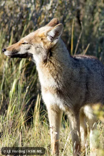 Young adult approached photographer who was making a squeaking noise to attract it.  Formerly as Lycalopex griseus.  Also as Chilla|Small Gray Fox.