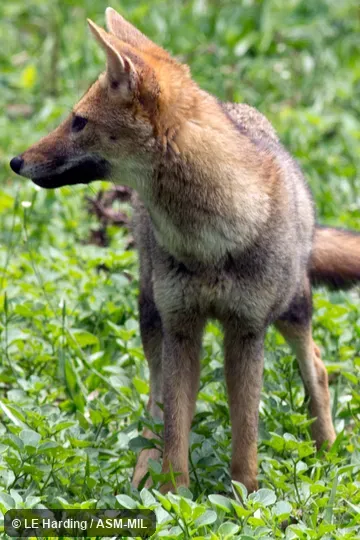 Adult standing, looking to its right.  Formerly as Lycalopex gymnocercus.  Also as Azara's Fox.