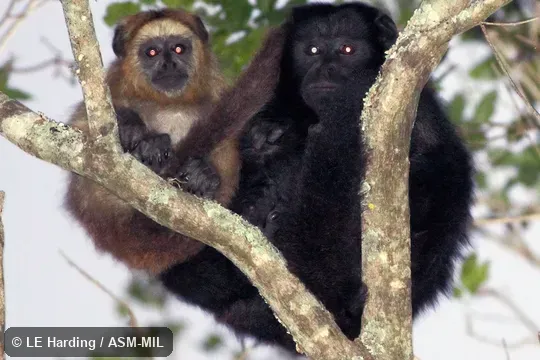 Adult male and female in sleeping poistion at dawn.  Also as Black Howler Monkey, Black Howling Monkey, Paraguayan Howler.