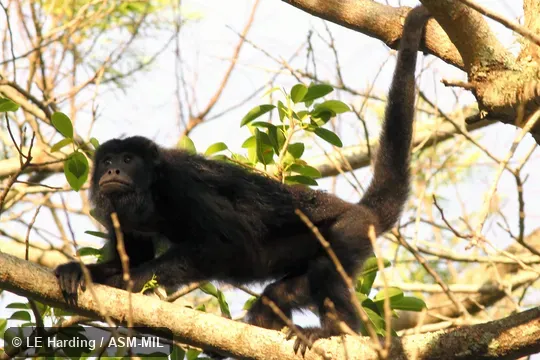 Adult male foraging.  Also as Black Howler Monkey, Black Howling Monkey, Paraguayan Howler.