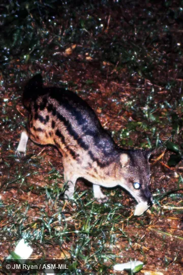Also as Spotted Fanaloka, Tombokatosody, Tomkasodina, Tambosadina, Kavahy, Fanaloka.