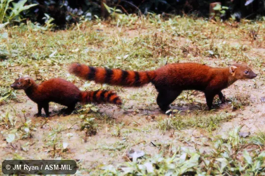 Also as Ring-tailed Vontsira, Vontsira, Vontsira Mena, Kokia, Vontsika.
